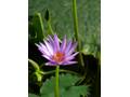 Purple water lily 3